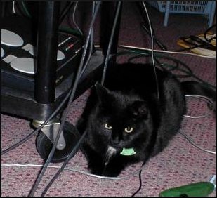 steve's cat among some cables